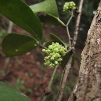 Tetrastigma nilagiricum (Miq.) B.V.Shetty